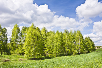 Piękny widok z brzozami i białymi chmurami na błękitnym niebie.
Soczysta zieleń drzew pomiędzy polami wczesną wiosną w pogodny dzień. - obrazy, fototapety, plakaty