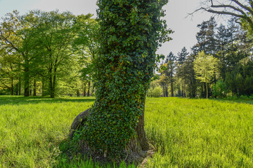 Parklandschaft im Frühling  -  Land Brandenburg