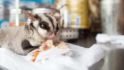 Eatting Sugar glider.