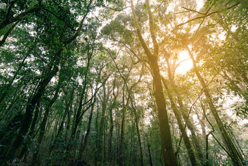 Rainforest at Doi Inthanon National Park in Chiang Mai, Thailand.
