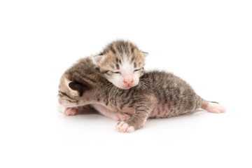 Little cats lying on white background.
