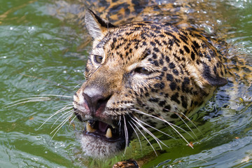 Leopard © nattanan726