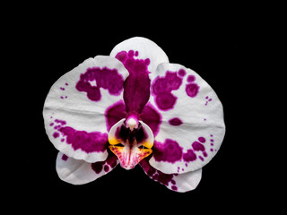 Fototapeta na wymiar White Moth orchids with purple spots blooming