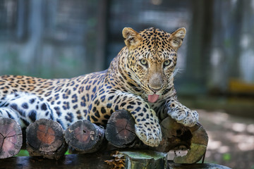 leopard