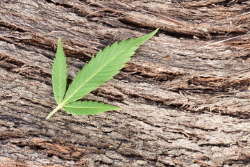 Cannabis (marijuana) - Better Health Channel, Detail of Cannabis