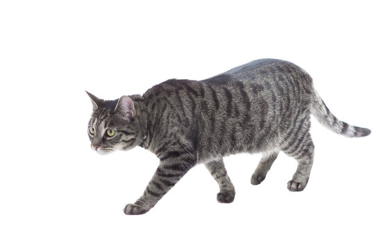 Cat Walking, Isolated White.