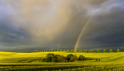Double rainbow created by storm over wheatfield