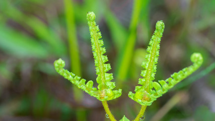 Young Ferns in Rain