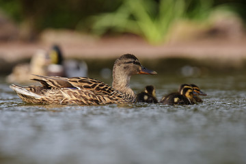 Mallard, Duck - with nestlings.