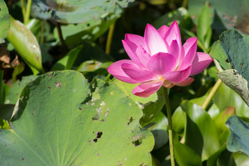 Pink lotus blossom in the garden
