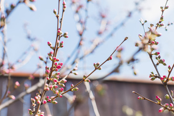 Pink almond tree buds