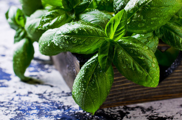 Organic green basil