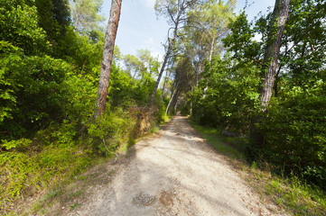 Dirt Road in Forest