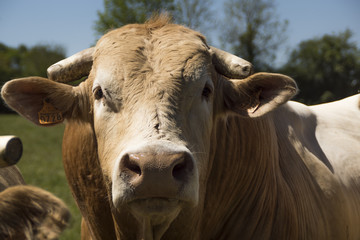 Vaches et taureaux - Ain.