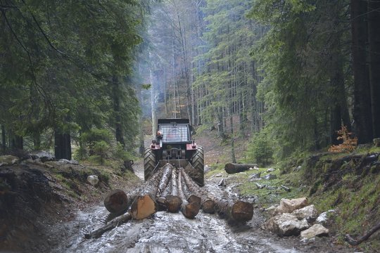 Skidding Timber / Tractor Is Skidding Cut Trees Out Of The Forest.