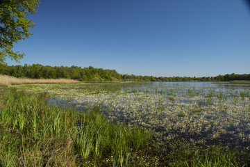 Etangs dans les Dombes - Ain.