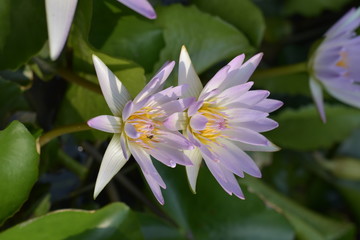 Beautiful purple lotus flowers, Violet lotus blooming in the pond, Closeup lotus flower