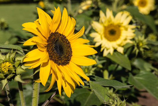 ornamental sunflowers in bloom
