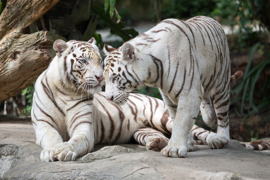 5 724 Best White Tiger Cub Images Stock Photos Vectors Adobe Stock