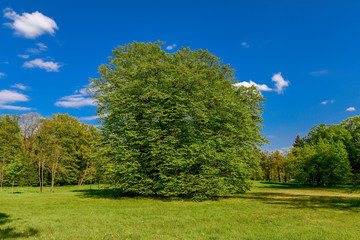 Fototapeta premium Parklandschaft im Frühling - Land Brandenburg