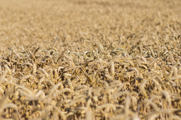 wheat field on a summer day