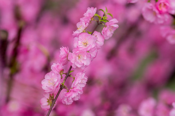 Sakura flower or cherry blossom with beautiful nature background