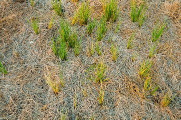 green grass among straw on ground