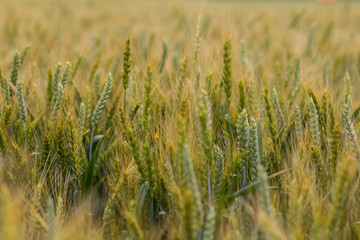 wheat field on a summer day