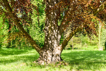 Parklandschaft im Frühling  -  Land Brandenburg