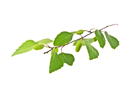 Spring, young birch branch on a white background