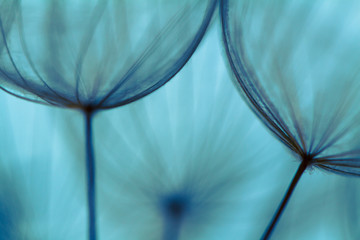 Big dandelion on natural background. Spring background with dandelion