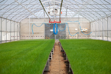 Naklejka premium Greenhouse watering system in action