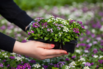 seedling holding Close up of pretty pink, white and purple Alyssum flowers,  the Cruciferae annual...
