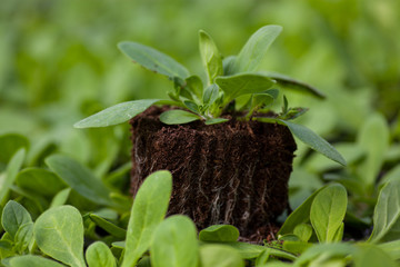 young plant new life ,Green sapling Ecology World Environment Day CSR Seedling Go Green Eco Friendly Earth Health Care Food Garden New Life concept.