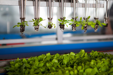 Mechanical planting seedlings. 