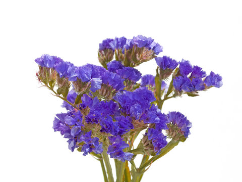 Strandflieder, Limoneum, Meerlavendel