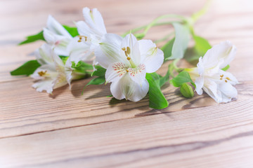 Fototapeta premium Delicate white flowers in the warm sunshine