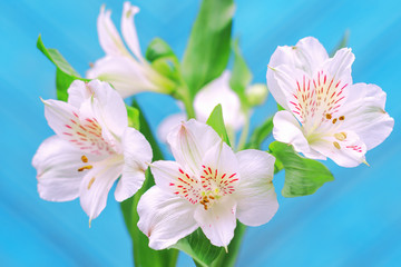 White flowers on a bright blue background