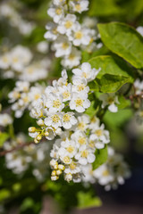 kwitnące drzewa © R_Szatkowski