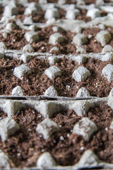 Seeds planted in egg carton filled with soil