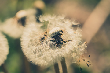 wiosenne dmuchawce © R_Szatkowski