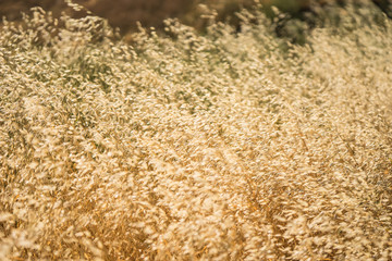 Field of Golden Grass