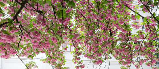 Hanging down the branches of cherry blossom against the house © An-T