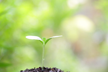 Growing plant 