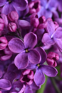Fototapeta Lilac flowers closeup