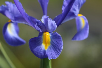 Iris Blüte