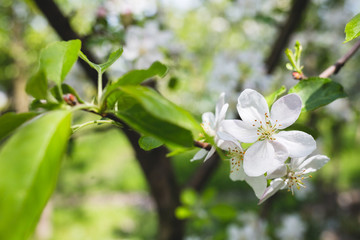 Branch blossoming apple