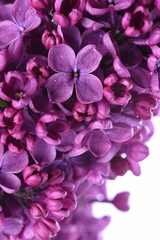 Naklejka na ściany i meble Lilac flowers closeup
