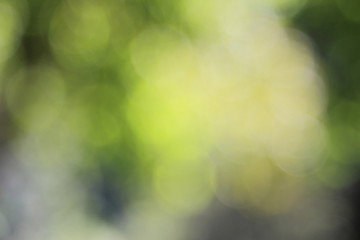 Obraz premium Natural outdoors bokeh background in green and yellow tones bright, beautiful