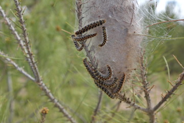 Nid de chenille processionnaire du pin